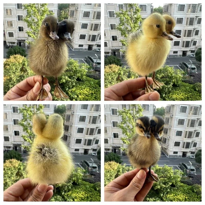 Véritable canard spécialement conçu pour l'enseignement et la décoration, animaux ornementaux, fait à la main