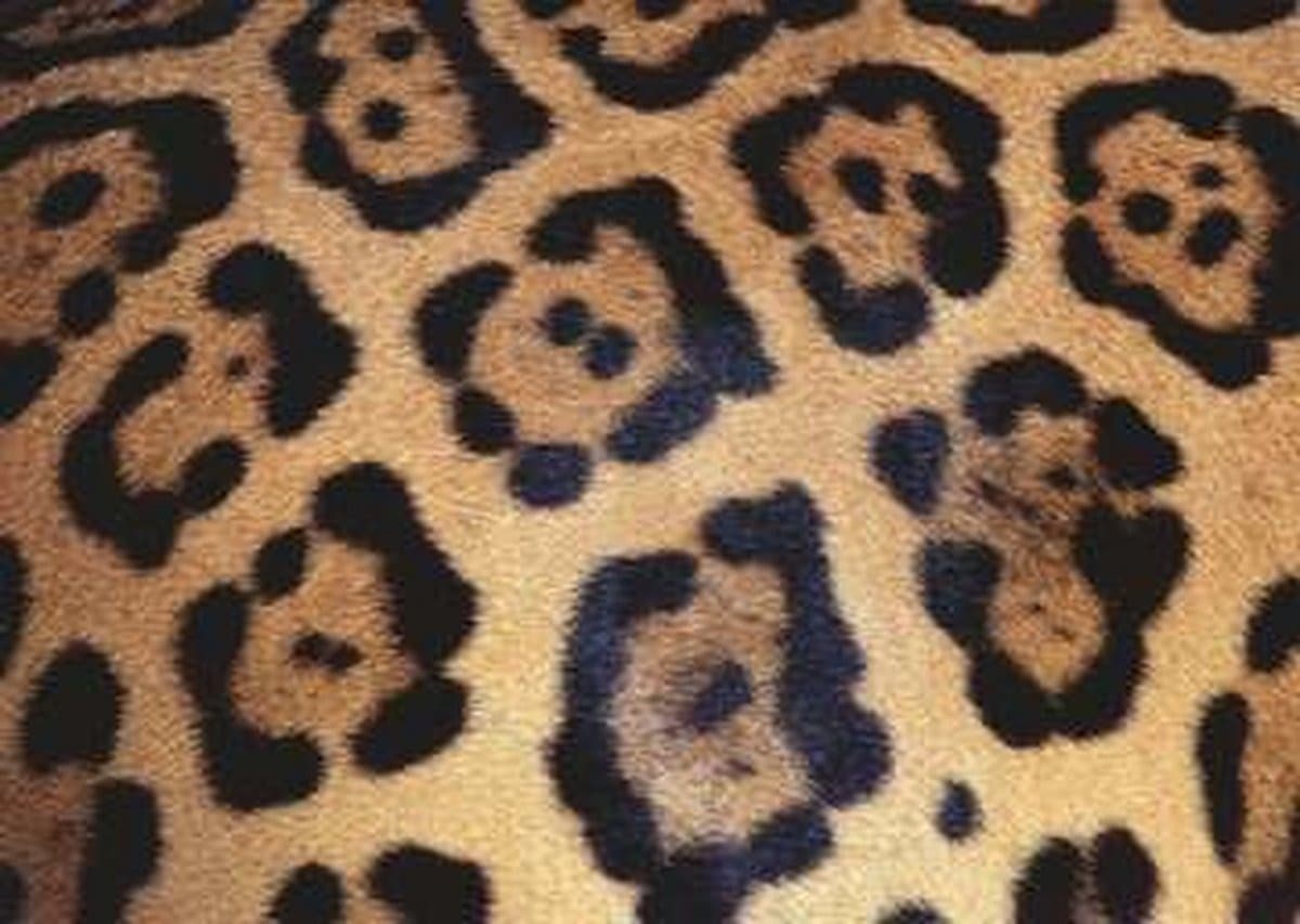 Ravensburger Challenge: Animal Print (1000 Stukjes)